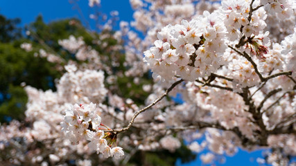 cherry blossoms in spring