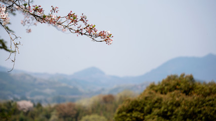 cherry blossoms in spring