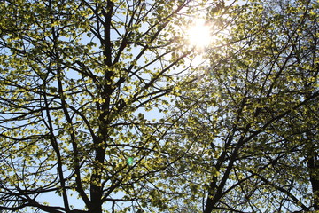 Sonnenschein zwischen Bäume