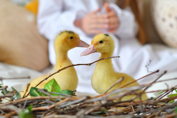Yellow fluffy ducklings.Cute girl play with real rabbit and duckling. toddler girl playing with animal .Happy easter concept