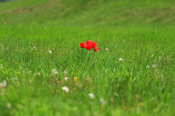 Red flowers in grass