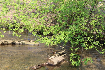 Geäst über der Prießnitz