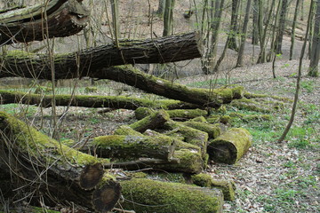 gefällte Bäume mit Moos bedeckt