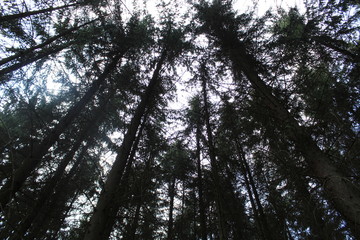 Fototapeta premium Unter den Bäumen