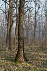 Obraz premium wildfire, smog in forest