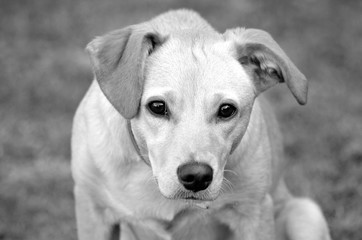 chien noir et blanc