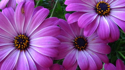 pink flowers in the garden