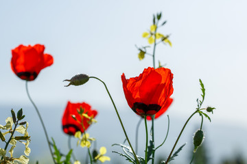 Fototapeta na wymiar red poppy flowers. macro. small GRIP