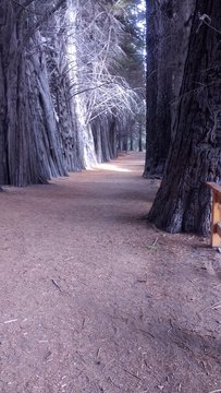 Oto&ntilde;o arrayan