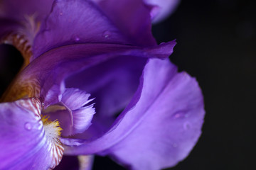 Naklejka premium flower of purple iris, closeup, beautiful background