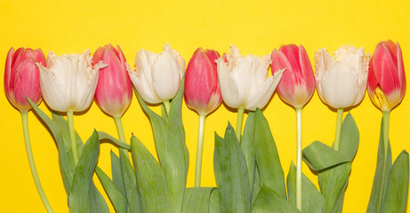 Pink and White Tulips. Flowers. Isolated. Spring. Macro