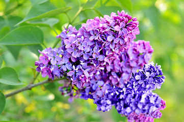 Obraz premium A garden of cheerful lilac