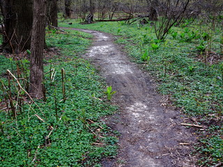 Green Forest Trail - Path through a dark green forest landscape.