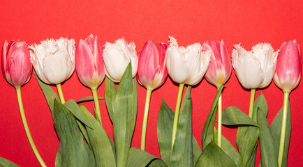 Pink and White. Tulips. Flowers. Red. Isolated. Spring. Macro