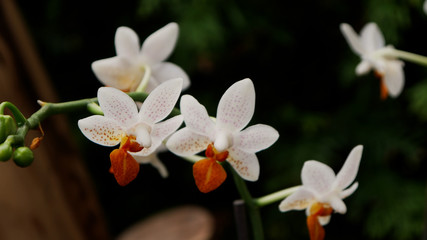Obraz na płótnie Canvas Phalaenopsis Mini