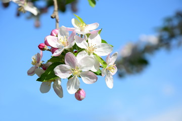 Apfelblüte vor blauen Himmel - Hintergrund und Freisteller mit Textfreiraum