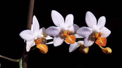 Fototapeta na wymiar Phalaenopsis Mini