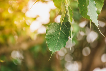 green leaf on tree