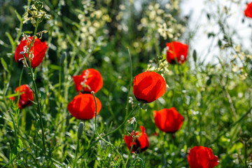 red poppy flowers. macro. small GRIP