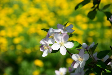 Apfelbaumblüten - Apfelbaum - Blütezeit - Freisteller