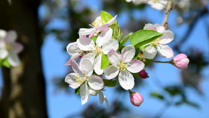 Obraz premium Apfelbaum Blüte - Blütezeit in Südtirol