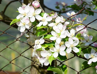 Schöne Apfelbaumblüten am Gartenzaun in der Streuobstwiese
