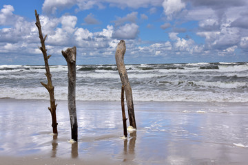 Gałęzie - Morze Bałtyckie - Plaża - mierzeja wiślana
