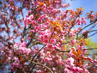 Pink blossom on the branches of a cherry tree in spring with a blue sky background