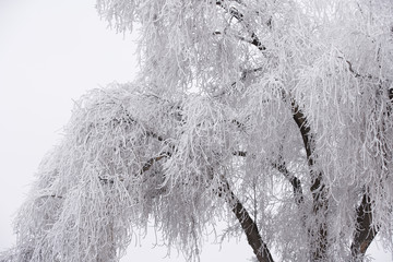 Tree covered in snow in the winter