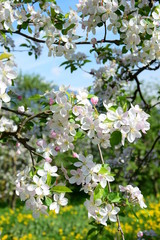 Apfelbaumblüten - Apfelbaum - Blütezeit - Freisteller