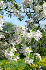 Apfelbaumblüten in Südtirol
