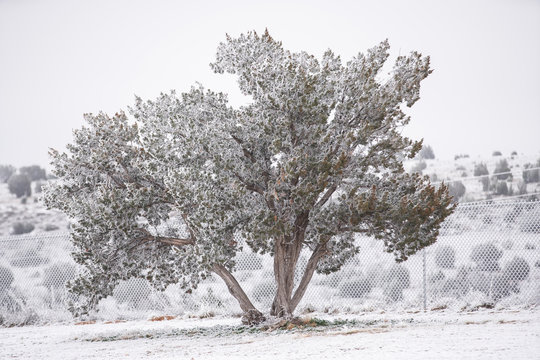Winter landscape New Mexico snow covered tree