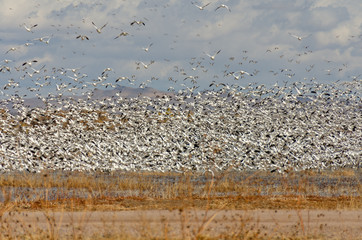 Countless Birds Taking Flight