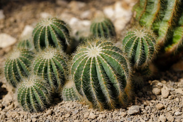 Close-up of cactus tropical plant with sharp spines