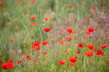 Fototapeta premium Czerwone maki w żółtym polu pszenicy.