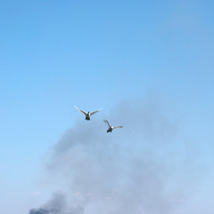 Wild steppe white swans fly over the river. Swans escape from the fire. Smoke in the sky.