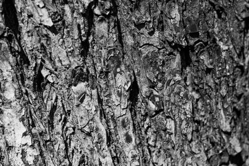 Monochrome wood texture