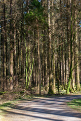 Forest road in dense woodland of Scots pine in sunshine casting shadows