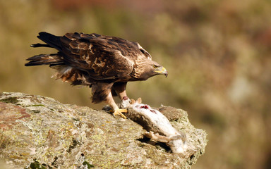 An adult royal eagle poses from the rock with a prey