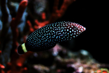White-spotted Wrasse - Melanurus Anampses 