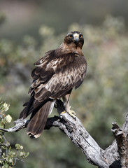 aguila calzada observa desde su atalaya