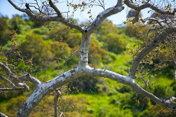 Tree on blurry background bokeh