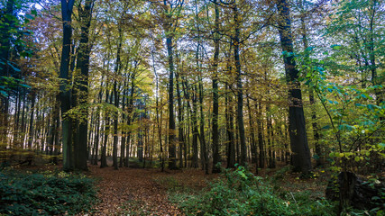 Fototapeta na wymiar forest landscape in autumn
