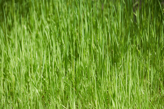 Green tall blades of grass background image