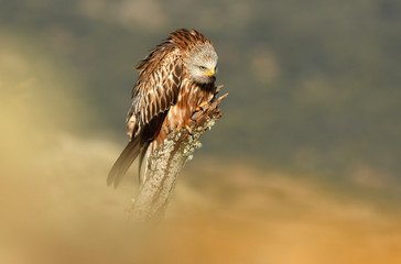 A royal kite watches from his watchtower in the countryside