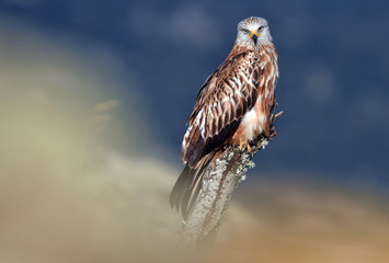 A royal kite watches from his watchtower in the countryside