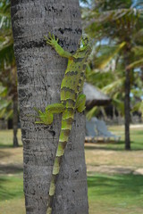 Brazilan Lizard II
