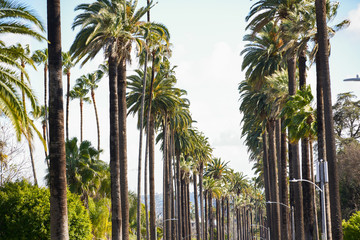 Palm trees California