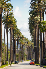 Palm trees California