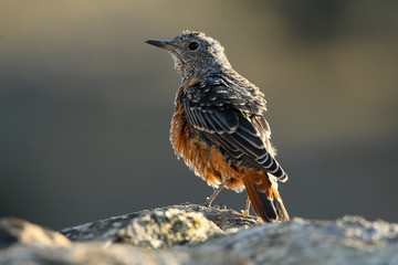 A red rocker perches on the rocks in the sierra of Ávila